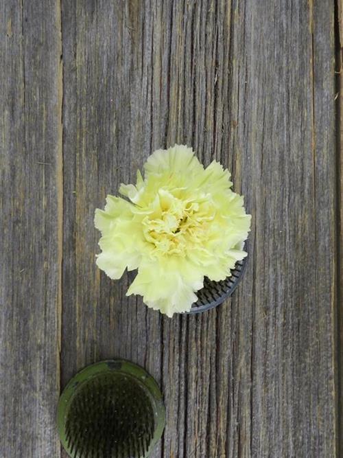 HERMES  YELLOW CARNATIONS